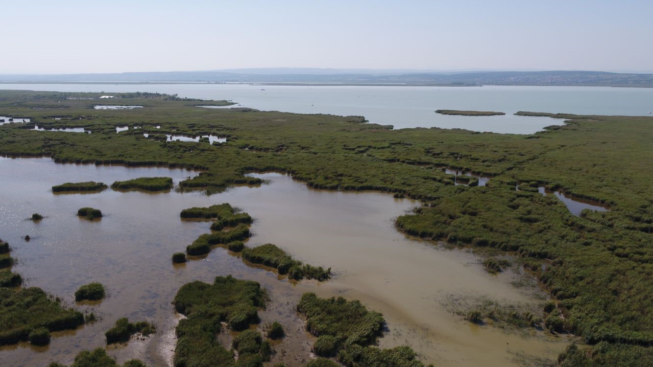 The reed belt of Lake Neusiedl