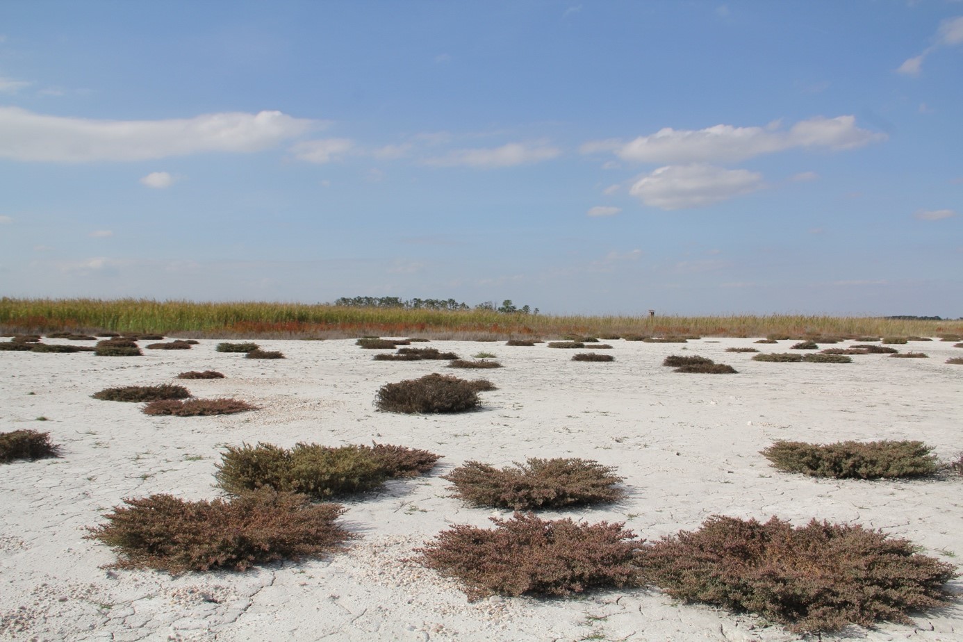 Dry saline lake with Salicornia prostrata