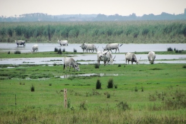 Hungarian Grey Cattle