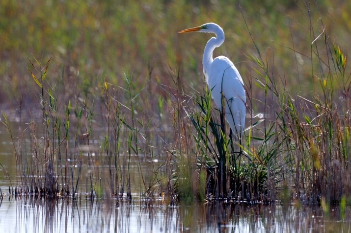 Great White Egret